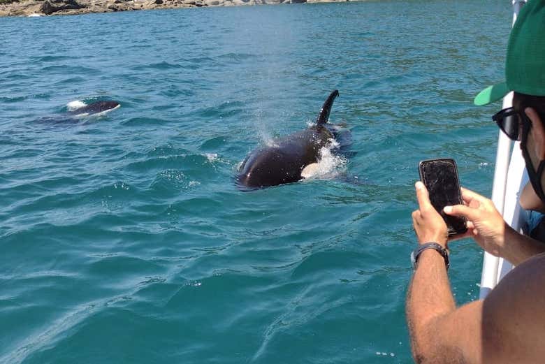 Paseo en barco por las islas Couves y Prumirim