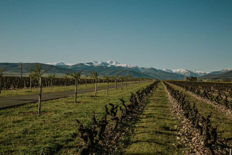 Visita al viñedo de la Finca La Emperatriz