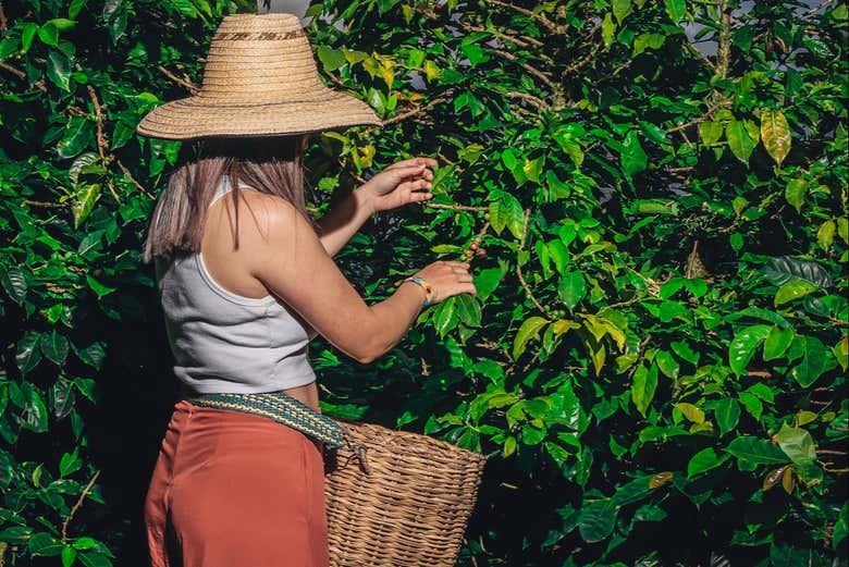 Tour del café por la finca Tierra Activa