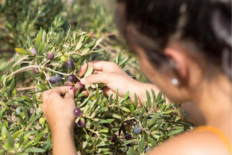 Visita a una plantación de aloe vera, olivos y permacultura