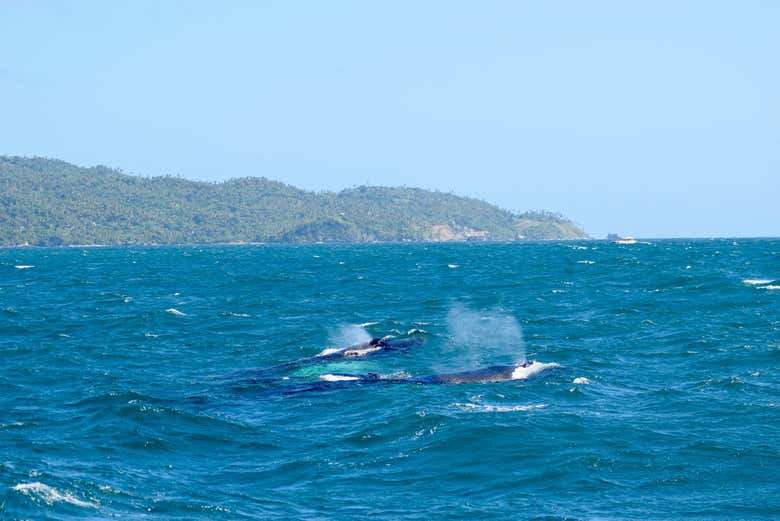 Avistamiento de ballenas en Samaná + Cayo Levantado