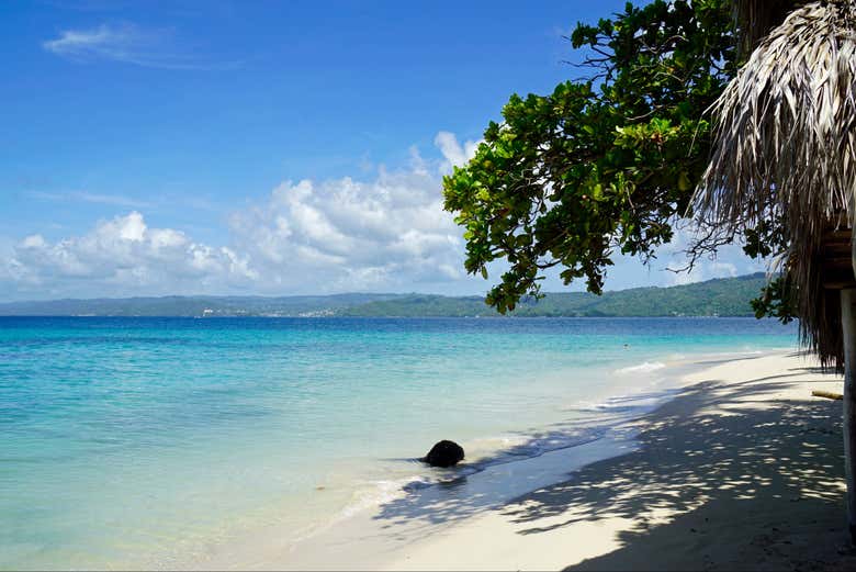 Avistamiento de ballenas en Samaná + Cayo Levantado