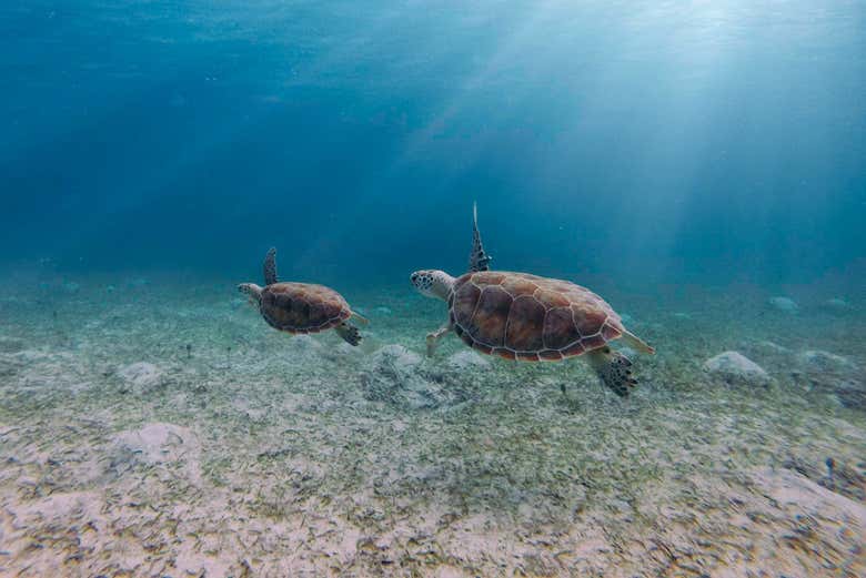 Snorkel en Isla Culebra