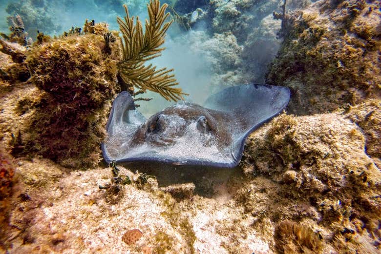 Snorkel en Isla Culebra