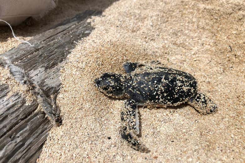 Excursión a Sandy Turtle