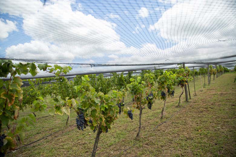 Visita a la bodega Gamboa