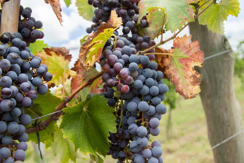 Visita a la bodega Gamboa