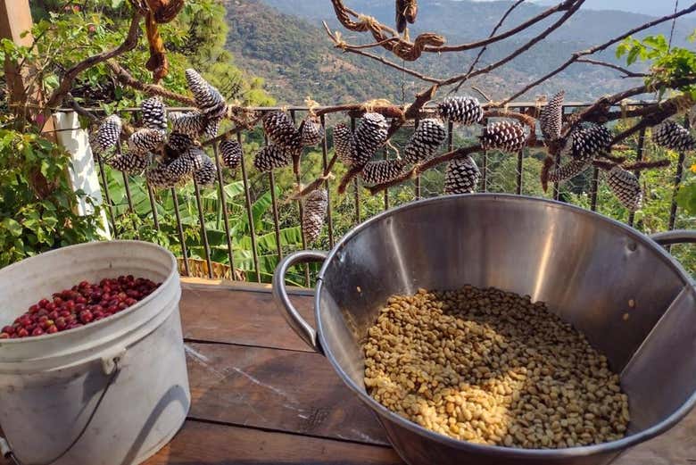 Visita a una finca de café orgánico