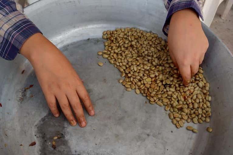 Visita a una finca de café orgánico