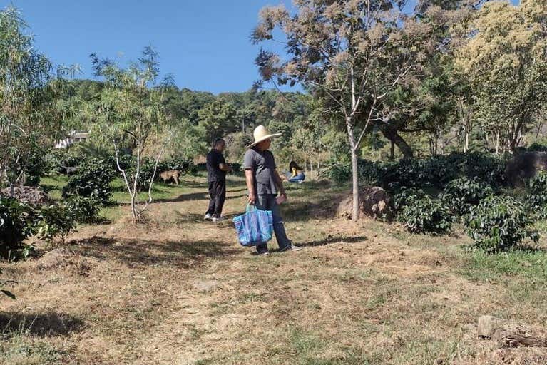 Visita a una finca de café orgánico