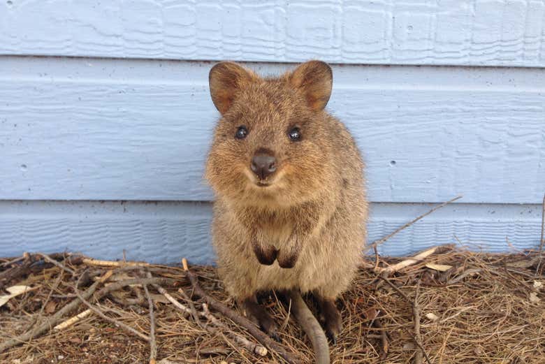 Tour por la isla de Rottnest