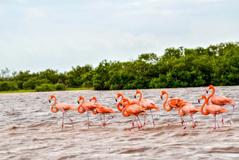 Avistamiento de aves en Río Lagartos