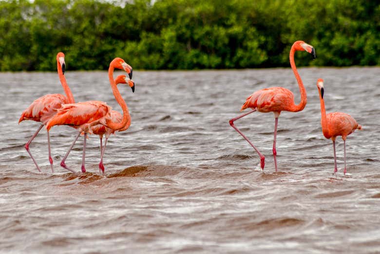 Avistamiento de aves en Río Lagartos
