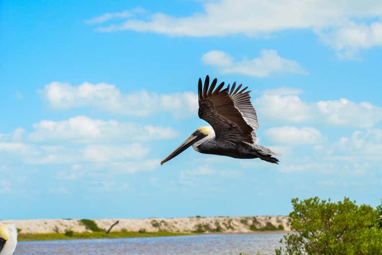 Paseo en barco por los manglares de Río Lagartos