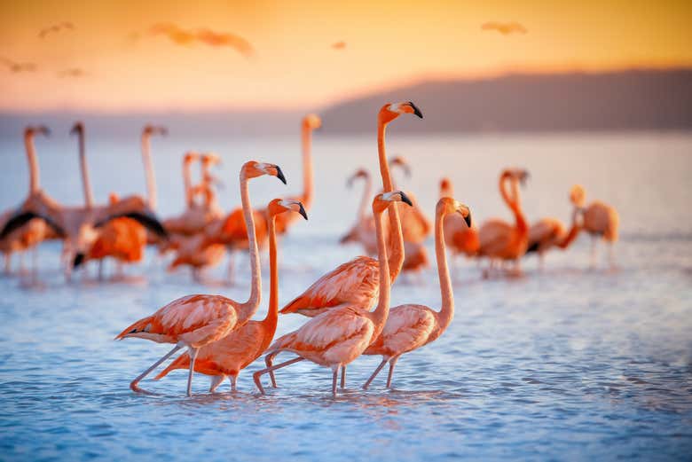 Paseo en barco al atardecer