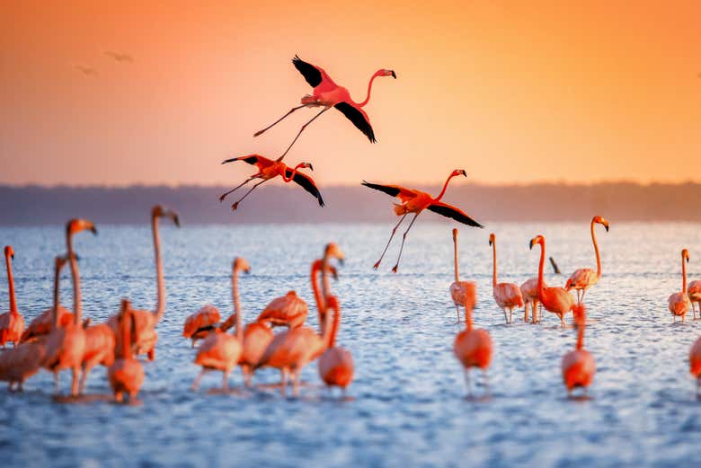 Paseo en barco al atardecer
