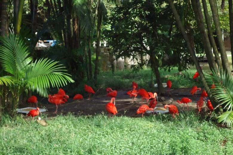 Tour por los parques amazónicos de Belén