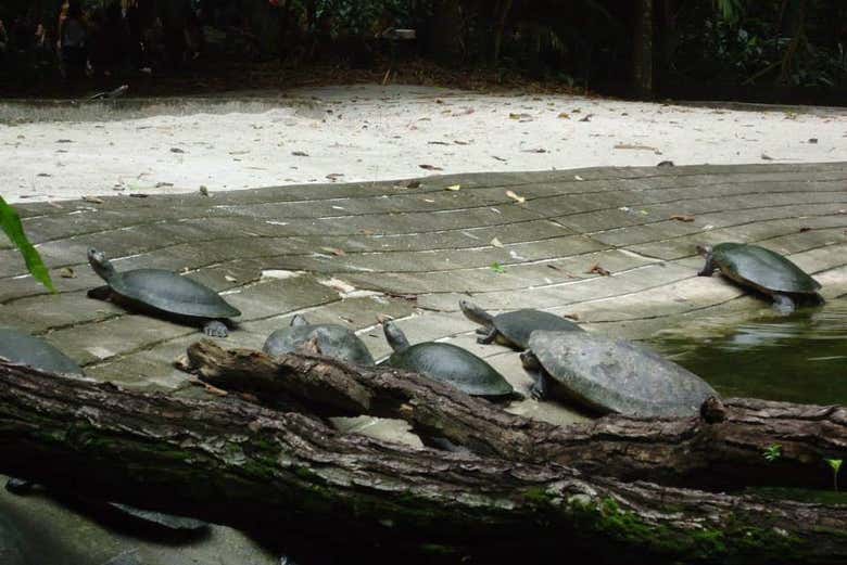 Tour por los parques amazónicos de Belén
