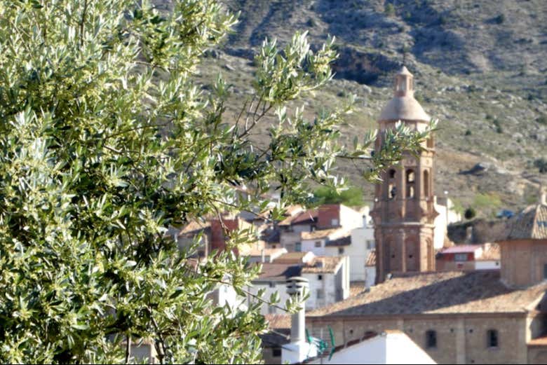Visita a un olivar y una almazara + Cata de aceites y conservas