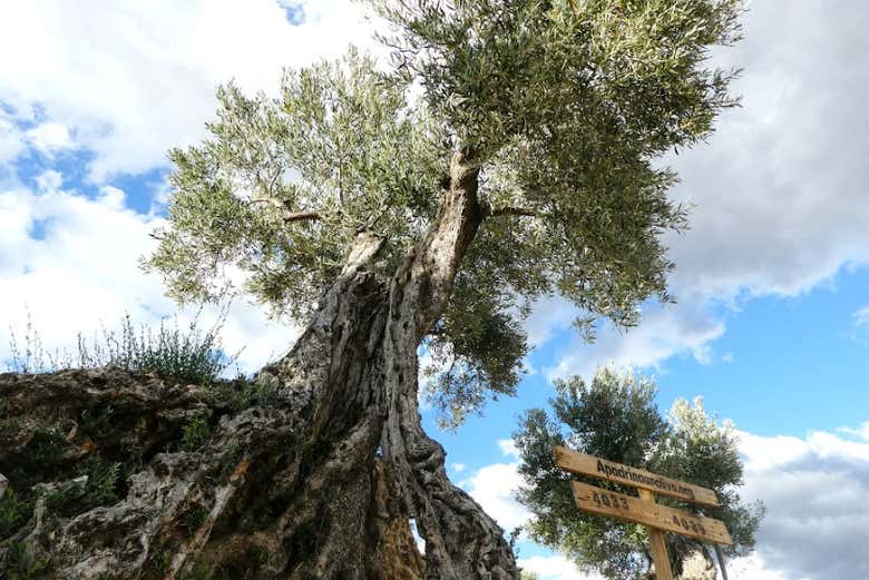 Visita a un olivar y una almazara + Cata de aceites y conservas
