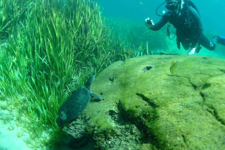 Buceo en Rainbow River