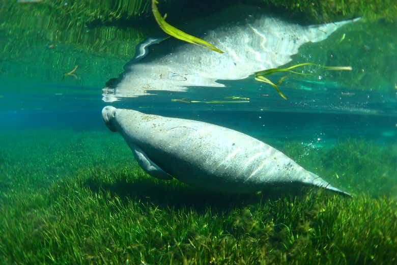 Nado con manatíes en Crystal River