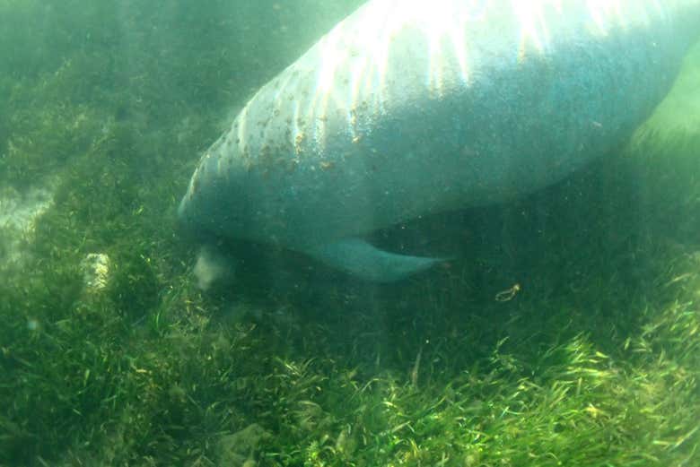 Nado con manatíes en Crystal River