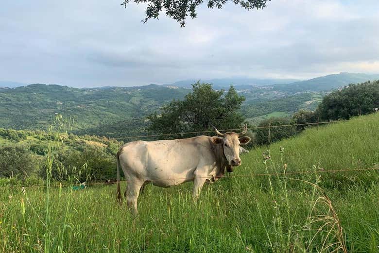 Visita guiada por Prignano Cilento