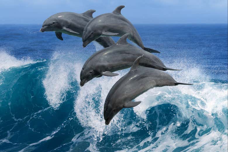 Snorkel y avistamiento de delfines en Lanai