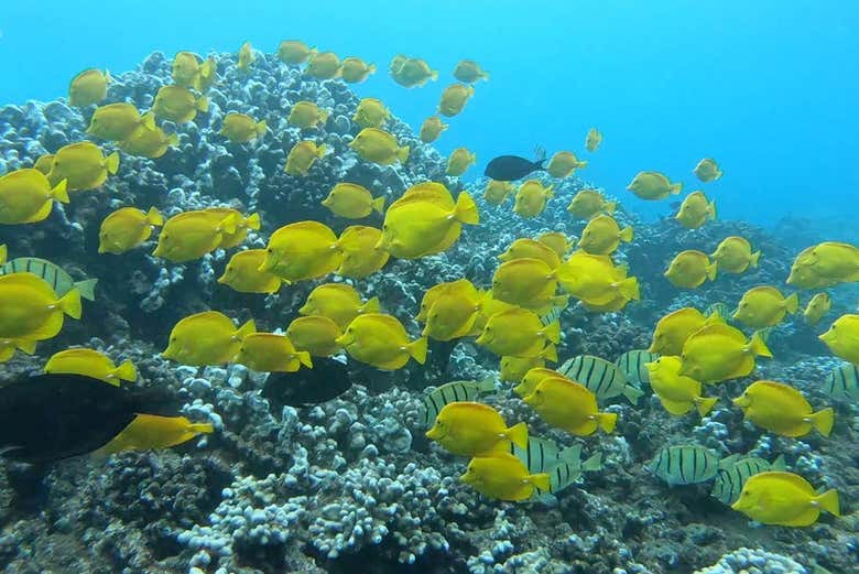 Snorkel y avistamiento de delfines en Lanai