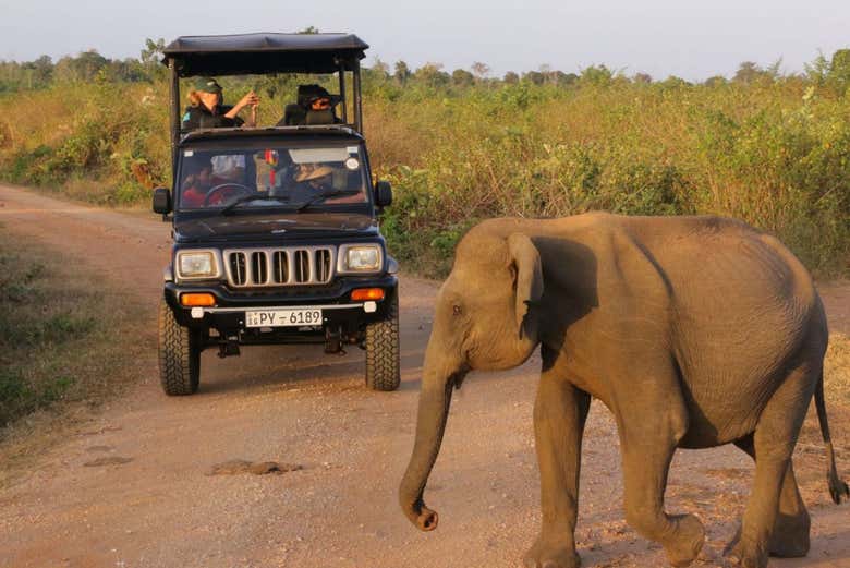 Safari privado por el Parque Nacional de Udawalawe