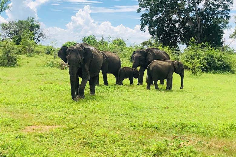Safari privado por el Parque Nacional de Udawalawe