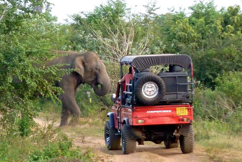 Safari privado por el Parque Nacional de Udawalawe