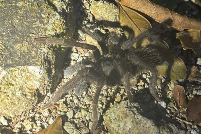 Senderismo nocturno por Oktari Monteverde