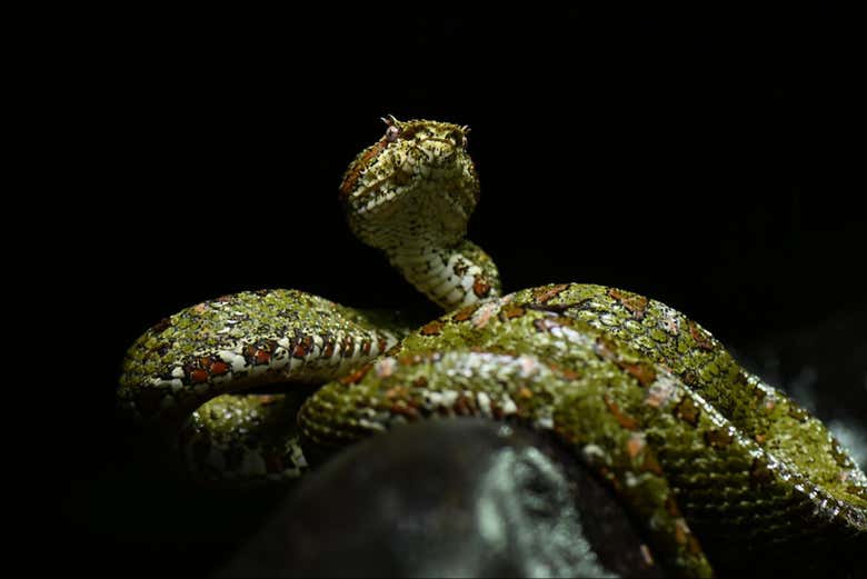 Senderismo nocturno por Oktari Monteverde