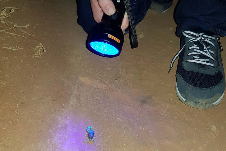 Senderismo nocturno por Oudtshoorn + Avistamiento de escorpiones