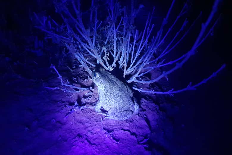 Senderismo nocturno por Oudtshoorn + Avistamiento de escorpiones