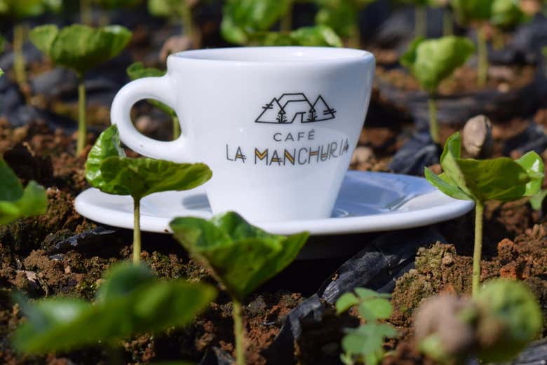 Tour por una finca de café de Salgar