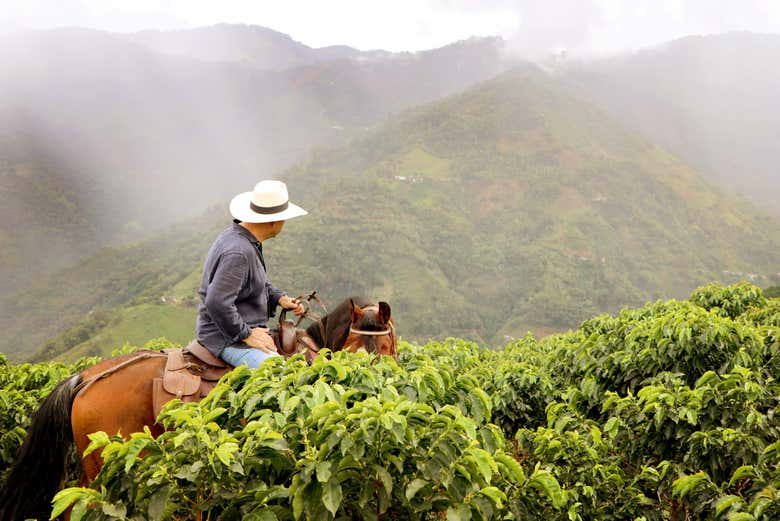 Paseo a caballo por los cafetales de Salgar