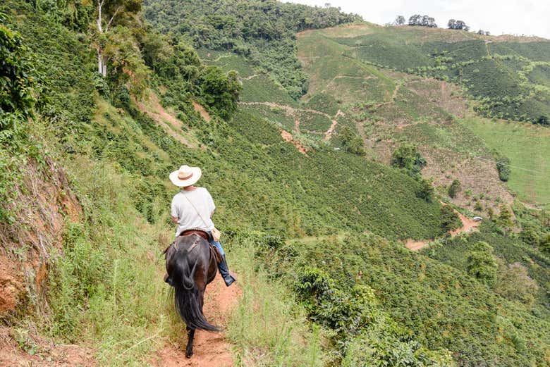 Paseo a caballo por los cafetales de Salgar