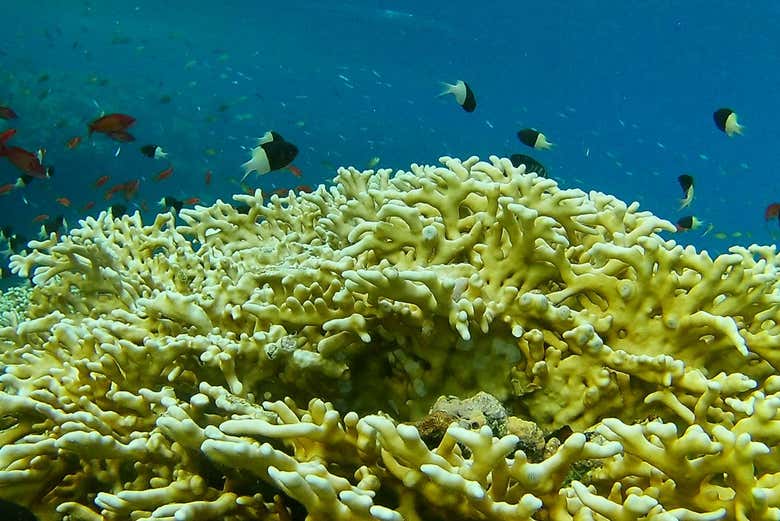 Bautismo de buceo y snorkel en el Mar Rojo