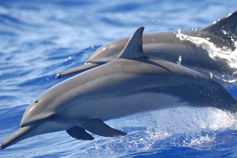 Paseo en barco + Snorkel con delfines