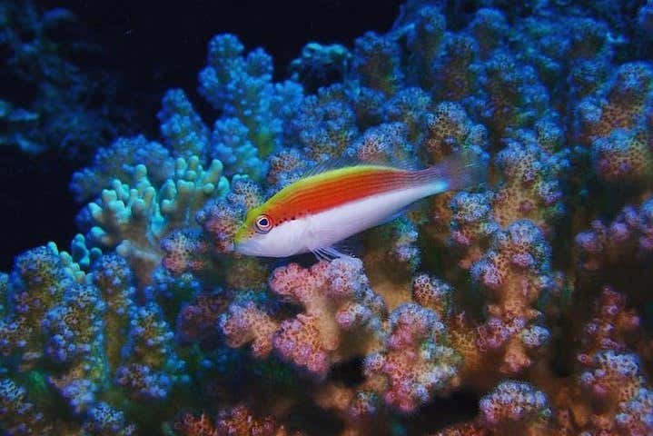 Snorkel en Marsa Mubarak