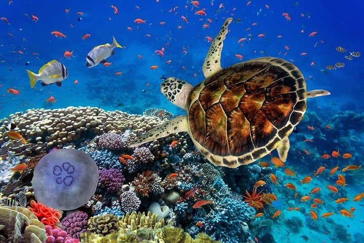 Snorkel en Marsa Mubarak