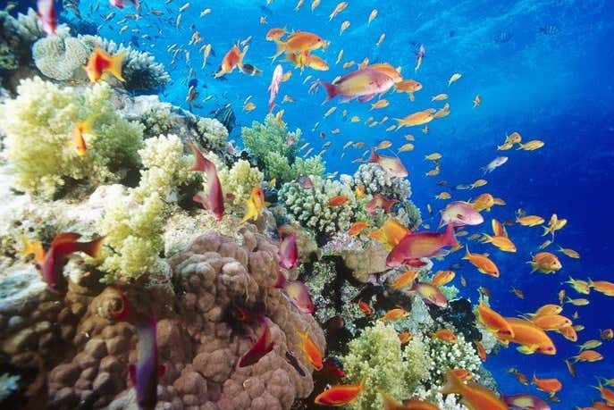 Snorkel en las islas Qulaan