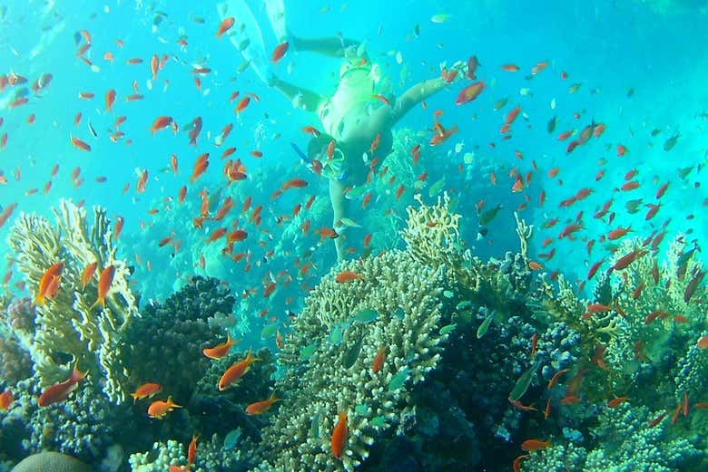 Snorkel en las islas Qulaan