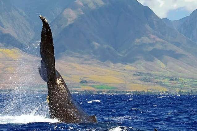 Avistamiento de ballenas en Maui