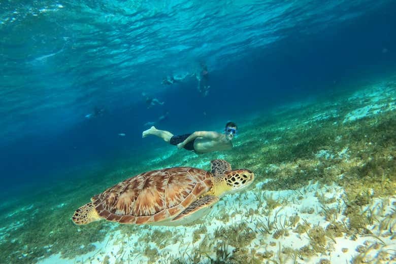 Snorkel en el santuario de tortugas de Cozumel