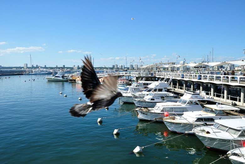 Traslado a Punta del Este desde Buenos Aires