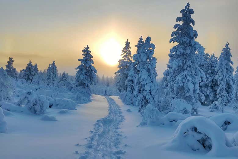 Paseo en raquetas de nieve por Inari